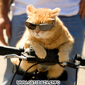 funny-cat.jpg